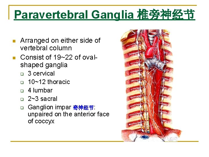 Paravertebral Ganglia 椎旁神经节 n n Arranged on either side of vertebral column Consist of