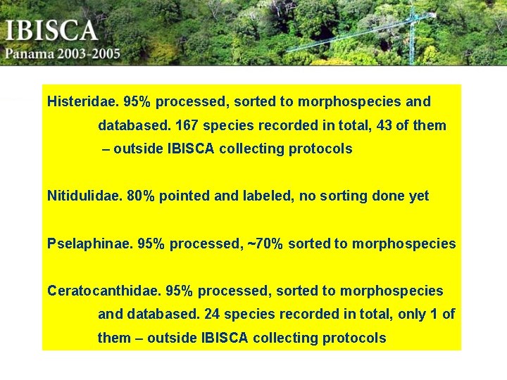 Histeridae. 95% processed, sorted to morphospecies and databased. 167 species recorded in total, 43