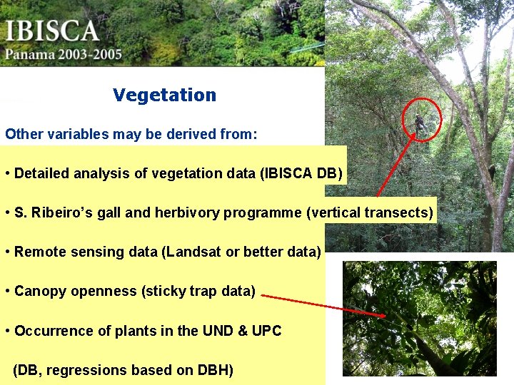 Vegetation Other variables may be derived from: • Detailed analysis of vegetation data (IBISCA