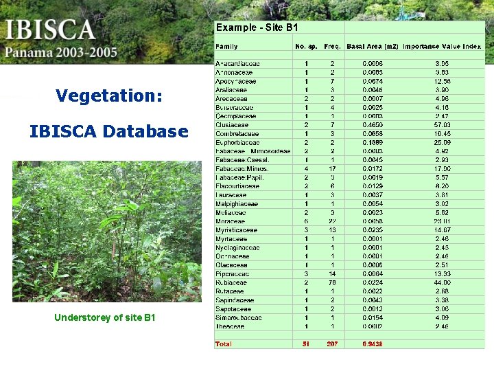 Vegetation: IBISCA Database Understorey of site B 1 