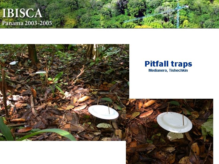 Pitfall traps Medianero, Tishechkin 