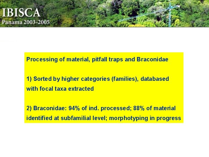 Processing of material, pitfall traps and Braconidae 1) Sorted by higher categories (families), databased