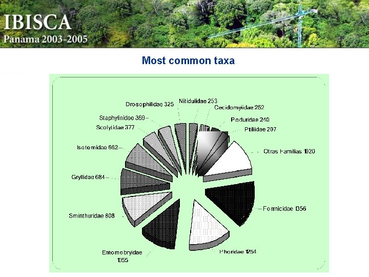 Most common taxa 