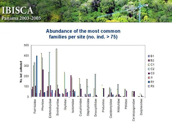 Abundance of the most common families per site (no. ind. > 75) 