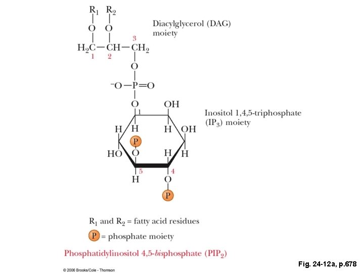 Fig. 24 -12 a, p. 678 