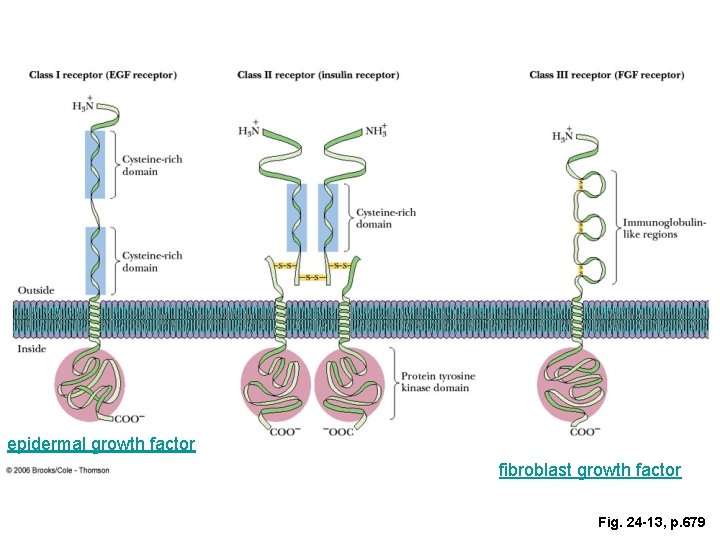 epidermal growth factor fibroblast growth factor Fig. 24 -13, p. 679 