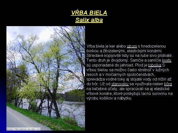 VŔBA BIELA Salix alba Vŕba biela je ker alebo strom s hnedozelenou borkou a