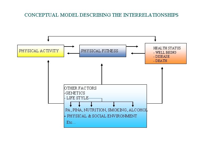 CONCEPTUAL MODEL DESCRIBING THE INTERRELATIONSHIPS PHYSICAL ACTIVITY PHYSICAL FITNESS OTHER FACTORS -GENETICS - LIFE