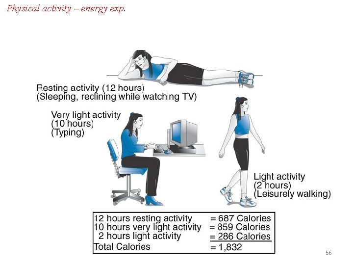 Physical activity – energy exp. 56 
