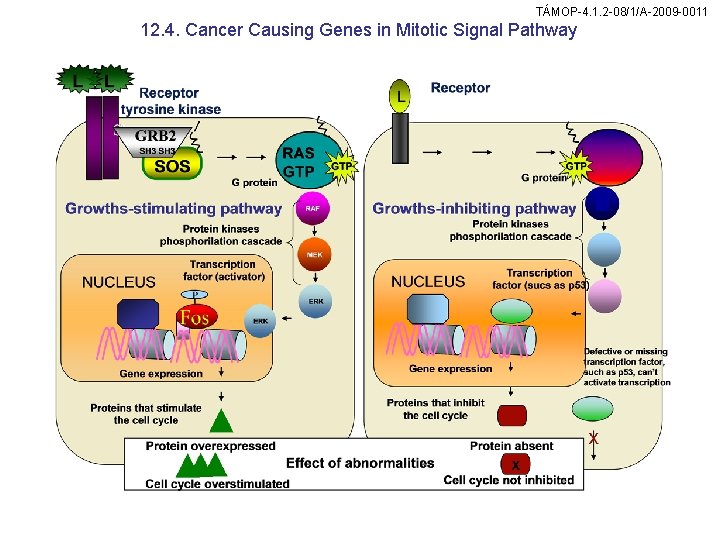 TÁMOP-4. 1. 2 -08/1/A-2009 -0011 12. 4. Cancer Causing Genes in Mitotic Signal Pathway