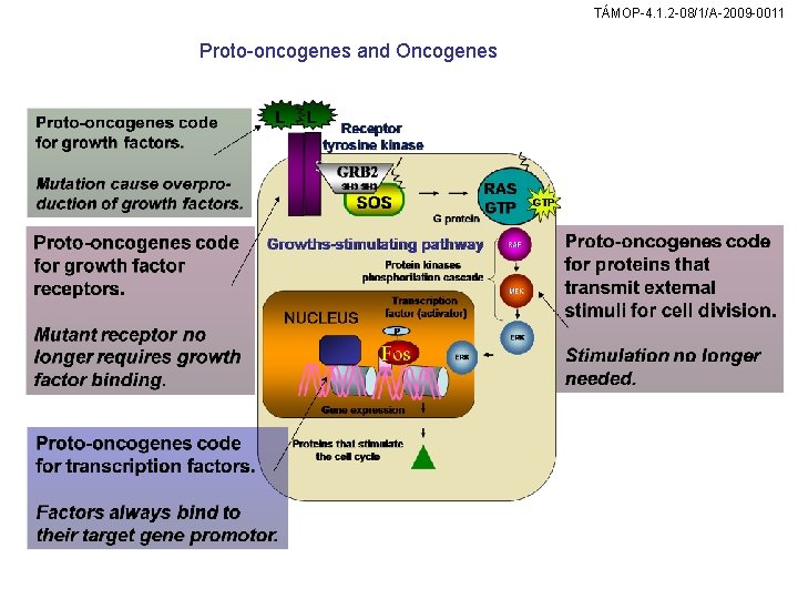 TÁMOP-4. 1. 2 -08/1/A-2009 -0011 Proto-oncogenes and Oncogenes 