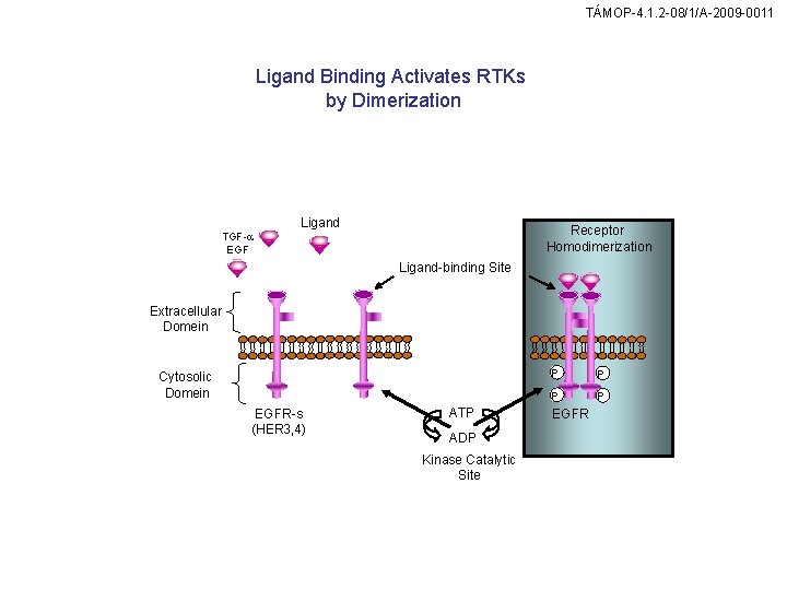 TÁMOP-4. 1. 2 -08/1/A-2009 -0011 Ligand Binding Activates RTKs by Dimerization Ligand Receptor Homodimerization