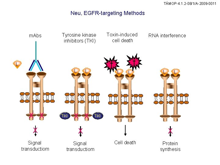 TÁMOP-4. 1. 2 -08/1/A-2009 -0011 Neu, EGFR-targeting Methods m. Abs Tyrosine kinase inhibitors (TKI)