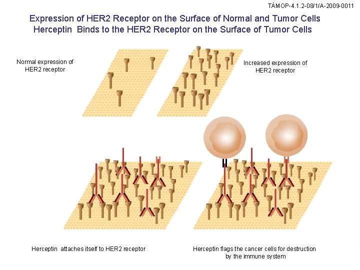 TÁMOP-4. 1. 2 -08/1/A-2009 -0011 Expression of HER 2 Receptor on the Surface of