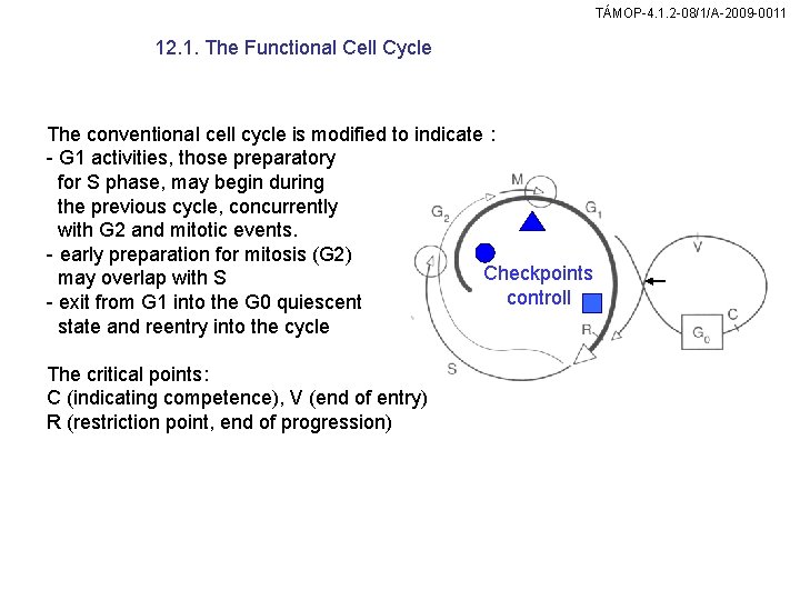 TÁMOP-4. 1. 2 -08/1/A-2009 -0011 12. 1. The Functional Cell Cycle The conventional cell