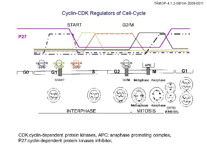 TÁMOP-4. 1. 2 -08/1/A-2009 -0011 Cyclin-CDK Regulators of Cell-Cycle 