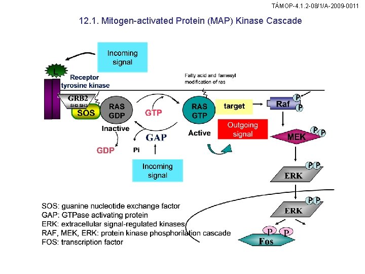 TÁMOP-4. 1. 2 -08/1/A-2009 -0011 12. 1. Mitogen-activated Protein (MAP) Kinase Cascade 