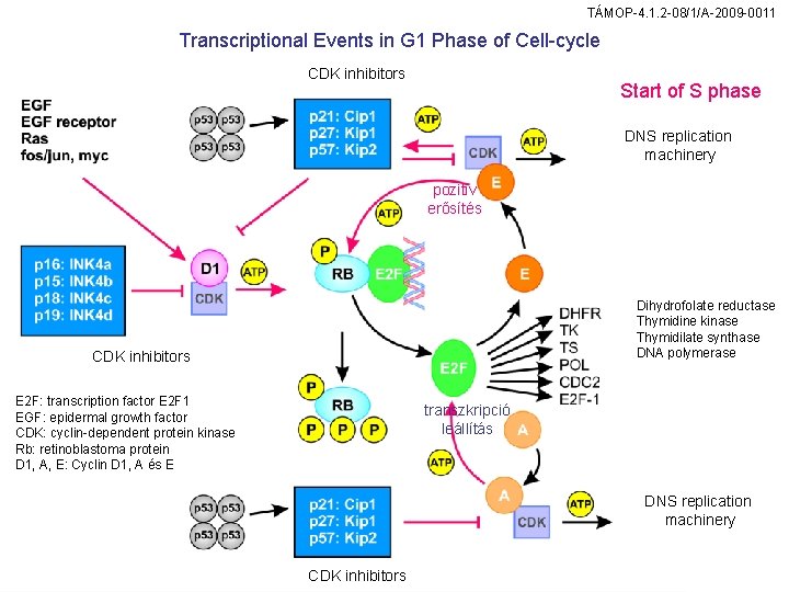 TÁMOP-4. 1. 2 -08/1/A-2009 -0011 Transcriptional Events in G 1 Phase of Cell-cycle CDK