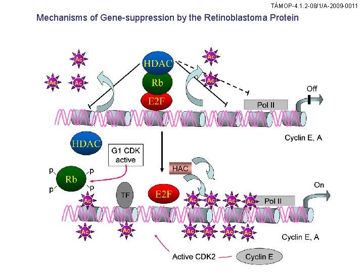 TÁMOP-4. 1. 2 -08/1/A-2009 -0011 Mechanisms of Gene-suppression by the Retinoblastoma Protein 