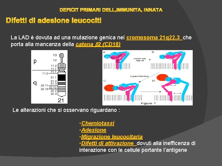 DEFICIT PRIMARI DELL’IMMUNITA’ INNATA Difetti di adesione leucociti La LAD è dovuta ad una DEFICIT PRIMARI DELL’IMMUNITA’ INNATA Difetti di adesione leucociti La LAD è dovuta ad una