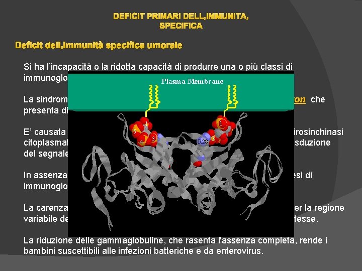 DEFICIT PRIMARI DELL’IMMUNITA’ SPECIFICA Deficit dell’immunità specifica umorale Si ha l’incapacità o la ridotta DEFICIT PRIMARI DELL’IMMUNITA’ SPECIFICA Deficit dell’immunità specifica umorale Si ha l’incapacità o la ridotta
