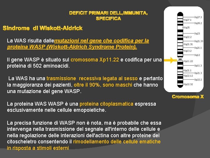 DEFICIT PRIMARI DELL’IMMUNITA’ SPECIFICA Sindrome di Wiskott-Aldrick La WAS risulta dallemutazioni nel gene che DEFICIT PRIMARI DELL’IMMUNITA’ SPECIFICA Sindrome di Wiskott-Aldrick La WAS risulta dallemutazioni nel gene che