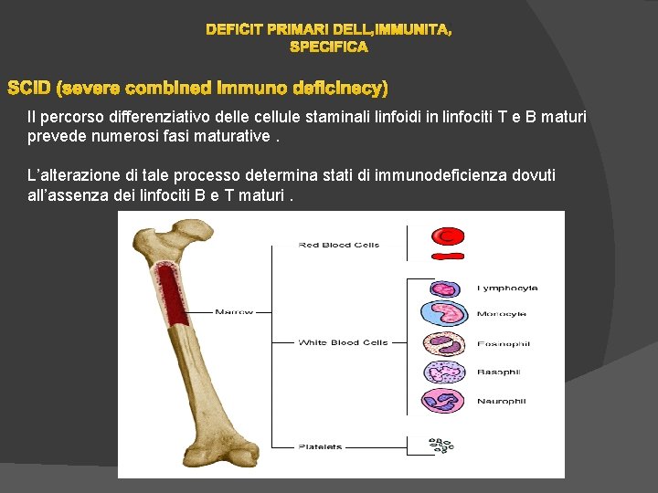DEFICIT PRIMARI DELL’IMMUNITA’ SPECIFICA SCID (severe combined immuno deficinecy) Il percorso differenziativo delle cellule DEFICIT PRIMARI DELL’IMMUNITA’ SPECIFICA SCID (severe combined immuno deficinecy) Il percorso differenziativo delle cellule