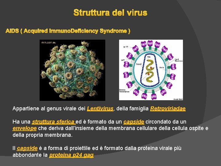 Struttura del virus AIDS ( Acquired Immuno. Deficiency Syndrome ) Appartiene al genus virale Struttura del virus AIDS ( Acquired Immuno. Deficiency Syndrome ) Appartiene al genus virale