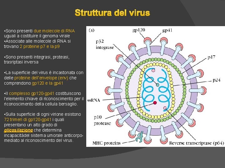 Struttura del virus • Sono presenti due molecole di RNA uguali a costituire il Struttura del virus • Sono presenti due molecole di RNA uguali a costituire il