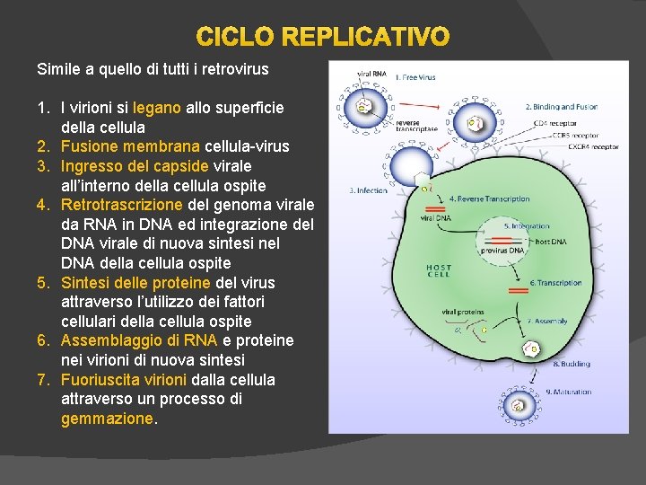 CICLO REPLICATIVO Simile a quello di tutti i retrovirus 1. I virioni si legano CICLO REPLICATIVO Simile a quello di tutti i retrovirus 1. I virioni si legano