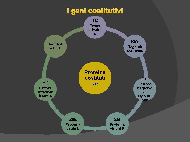 I geni costitutivi Tat Trans attivatric e REV Sequenz e LTR Regolatr ice virale I geni costitutivi Tat Trans attivatric e REV Sequenz e LTR Regolatr ice virale