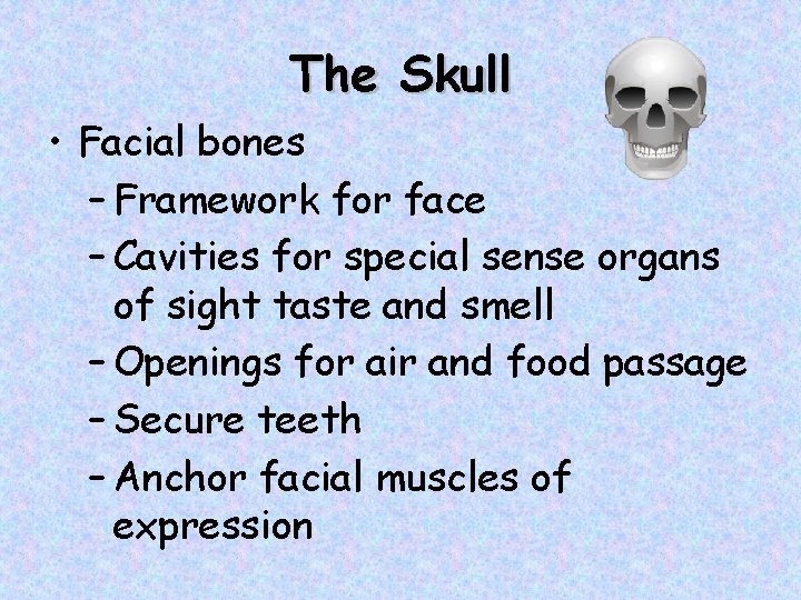 The Skull • Facial bones – Framework for face – Cavities for special sense