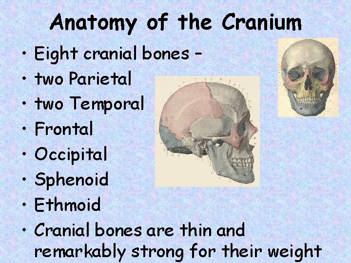 Anatomy of the Cranium • • Eight cranial bones – two Parietal two Temporal