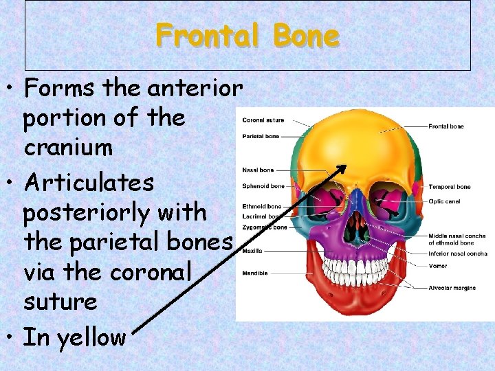 Frontal Bone • Forms the anterior portion of the cranium • Articulates posteriorly with