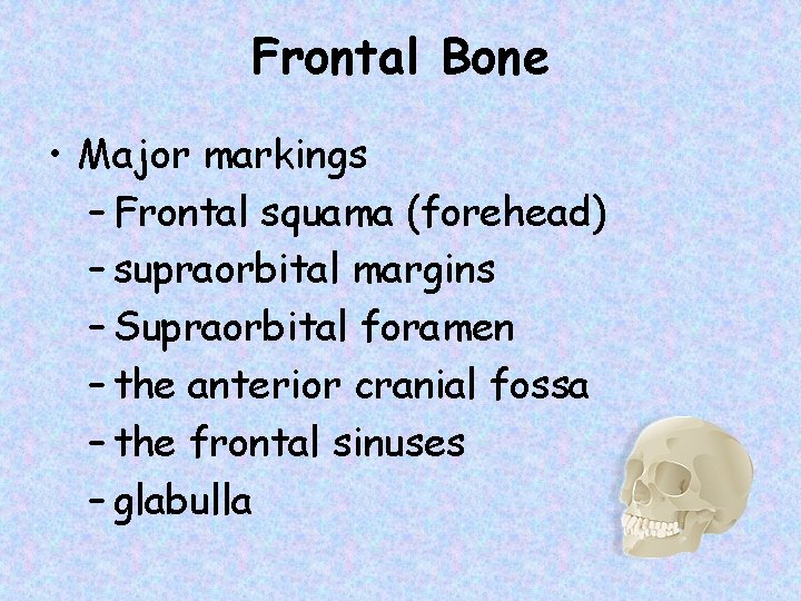 Frontal Bone • Major markings – Frontal squama (forehead) – supraorbital margins – Supraorbital
