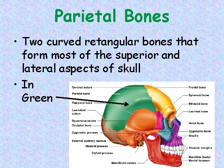 Parietal Bones • Two curved retangular bones that form most of the superior and