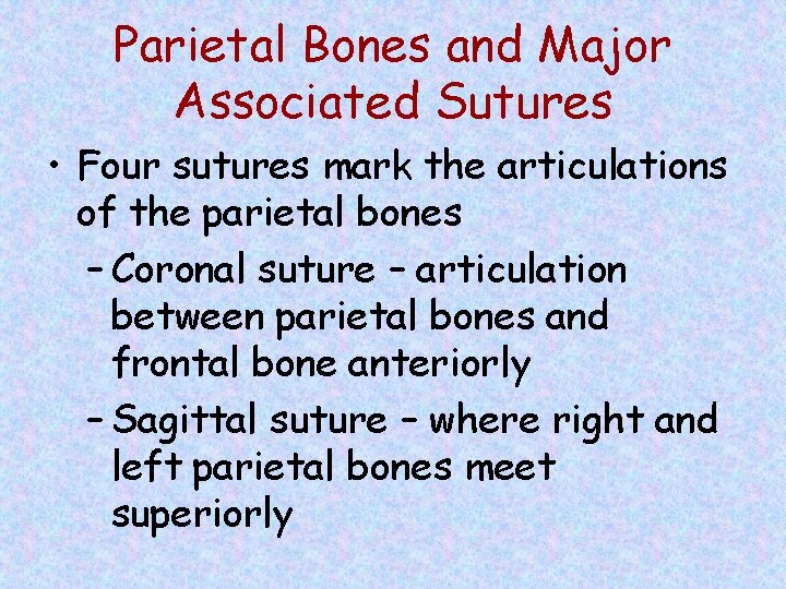 Parietal Bones and Major Associated Sutures • Four sutures mark the articulations of the