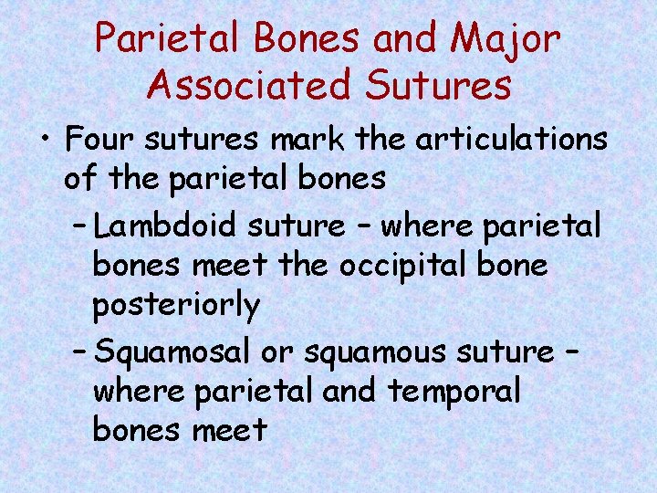 Parietal Bones and Major Associated Sutures • Four sutures mark the articulations of the