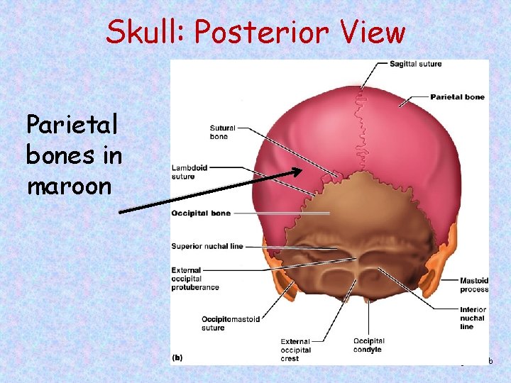 Skull: Posterior View Parietal bones in maroon Figure 7. 2 b 