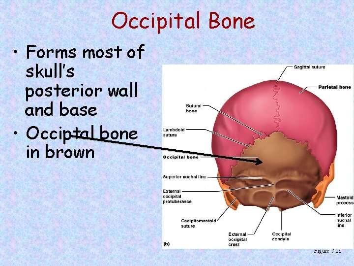 Occipital Bone • Forms most of skull’s posterior wall and base • Occiptal bone