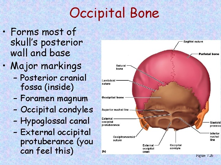 Occipital Bone • Forms most of skull’s posterior wall and base • Major markings