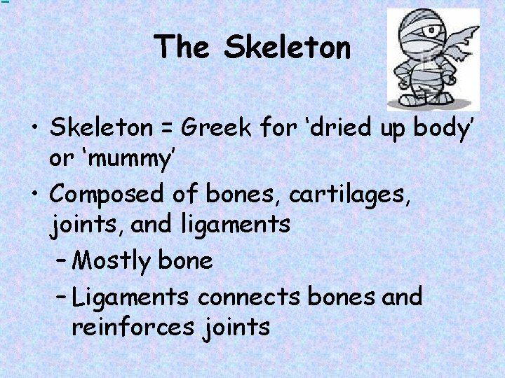 The Skeleton • Skeleton = Greek for ‘dried up body’ or ‘mummy’ • Composed