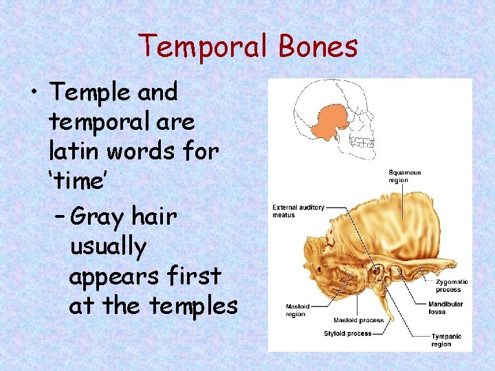 Temporal Bones • Temple and temporal are latin words for ‘time’ – Gray hair