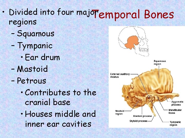  • Divided into four major Temporal regions – Squamous – Tympanic • Ear