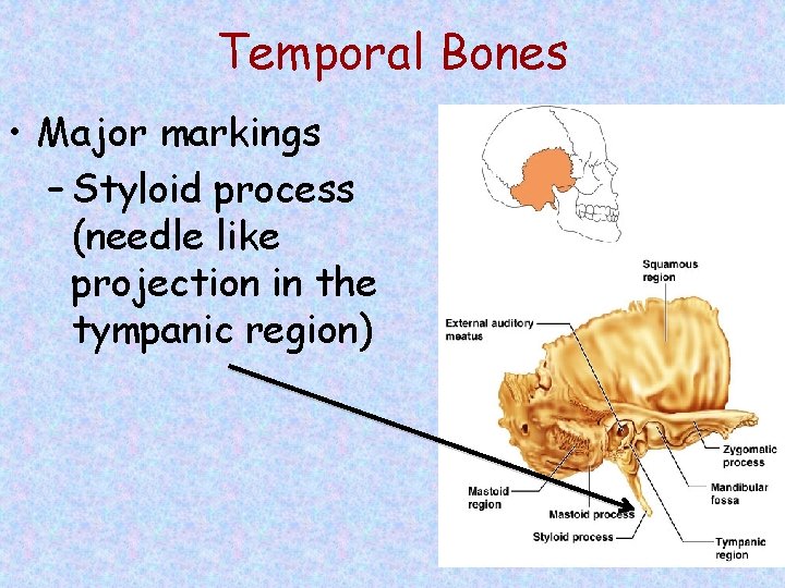 Temporal Bones • Major markings – Styloid process (needle like projection in the tympanic