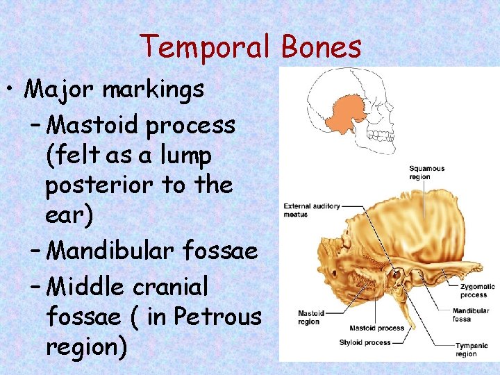 Temporal Bones • Major markings – Mastoid process (felt as a lump posterior to