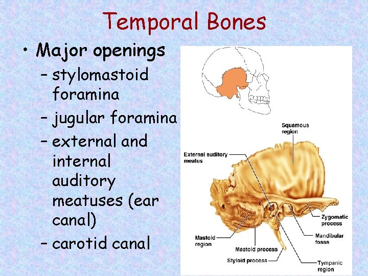 Temporal Bones • Major openings – stylomastoid foramina – jugular foramina – external and