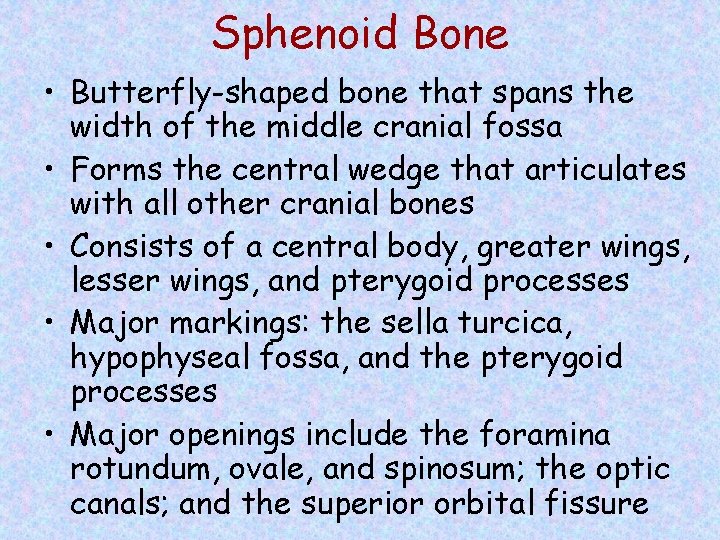 Sphenoid Bone • Butterfly-shaped bone that spans the width of the middle cranial fossa