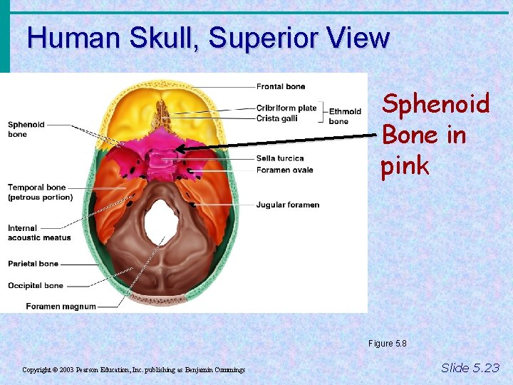 Human Skull, Superior View Sphenoid Bone in pink Figure 5. 8 Copyright © 2003
