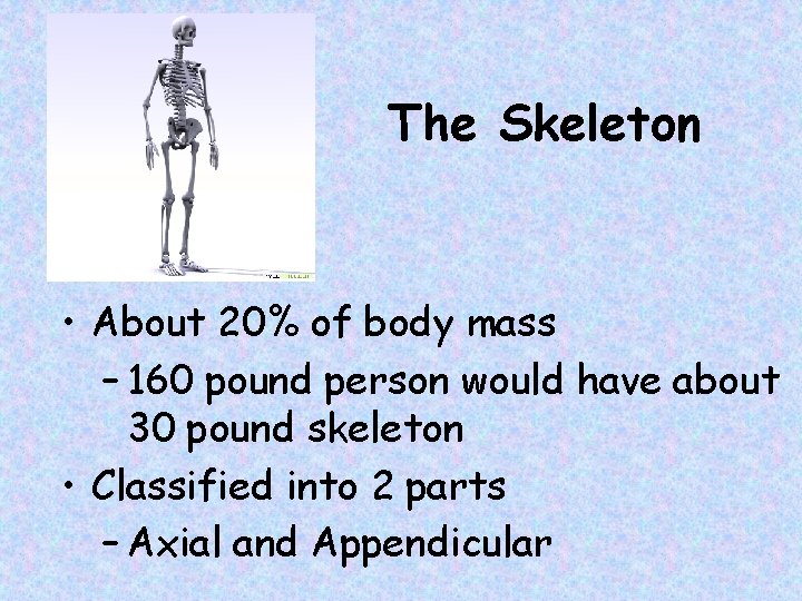 The Skeleton • About 20% of body mass – 160 pound person would have